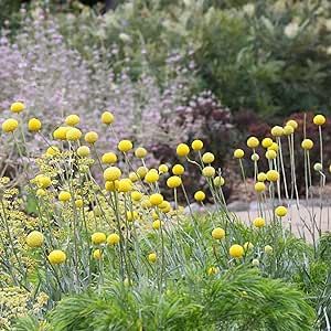 Craspedia Globosa Seeds Billy Buttons Evergreen Perennial Drought Tolerant Attracts Bees & Butterflies Cut Flowers Bed Border Garden Outdoor 200Pcs Flower Seeds by YEGAOL Garden Billy Buttons Garden, Button Bush Plants, Brass Buttons Ground Cover, Craspedia Globosa, Australian Native Bee Hotel, Bachelor’s Button Flower, Bulb Planting, Border Garden, Billy Buttons