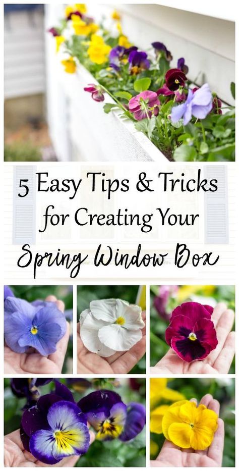 I have been planting window boxes for years. Over time, I have developed a certain style and favorite flower for each season. Every box is different | via @hometalk Patio Layout Design, Patio Layout, Plant Window, Spring Window, Garden Vines, Favorite Flower, Window Boxes, Flower Bed, Flowers Garden