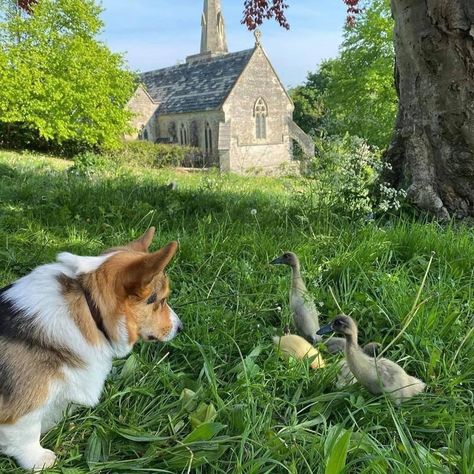 Cottagecore Dog, Unlikely Friends, Cottage Aesthetic, Animal Sanctuary, In Another Life, Cottagecore Aesthetic, 귀여운 동물, Country Life, Farm Life