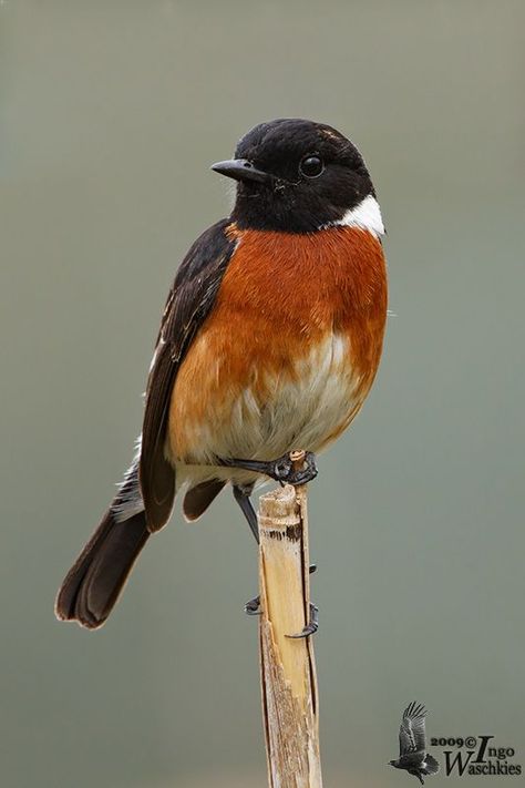 African Stonechat Bird Names, Stonechat, Show Photos, Hummingbirds, Bird Watching, Beautiful Birds, Old World, Google Chat, Photo Galleries