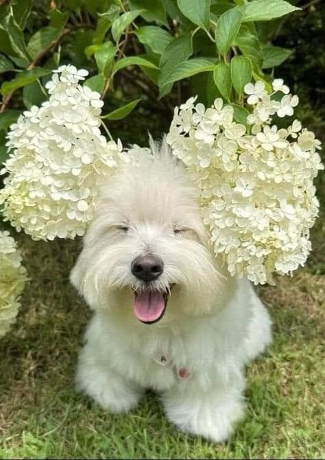 White Westie Dog, Funny Westies, Small Fluffy Dogs, Cute White Dogs, Westie Terrier, Westie Puppies, Coton De Tulear, 강아지 그림, Cute Doggies