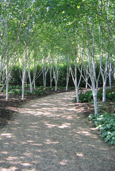 Free Avenue of silver birch trees Stock Photo - FreeImages.com Birch Tree And Evergreen Landscaping, Silver Birch Tree Landscaping, Small Driveway, Garden Slope, Birch Trees Garden, Tree Reference, Garden Extension, Silver Birch Tree, Creek Garden