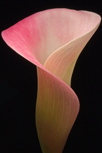 Calla Calla Lily Plant, Tube Rose, Lily Plant, Arum Lily, Lily Plants, Arte Floral, Exotic Flowers, Flower Beauty, Calla Lily