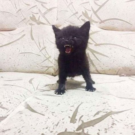 Goblin Mode, Black Kitten, Couch, Memes, Black