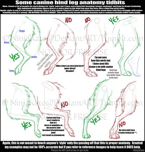 Leg Reference, Leg Anatomy, Canine Drawing, Dog Anatomy, Canine Art, Wolf Drawing, Drawing Studies, Anatomy Drawing, Anatomy Reference