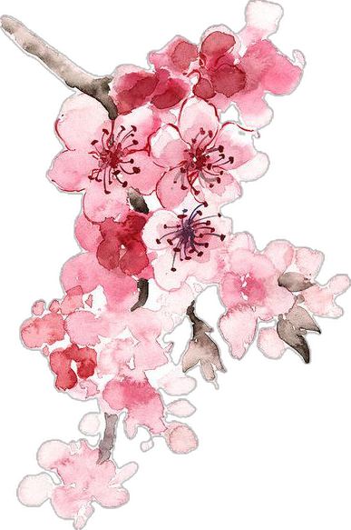 Branch Drawing, Cherry Blossom Watercolor, Cherry Blossom Painting, Floral Watercolor Paintings, Cherry Blossom Art, Cherry Blossom Branch, Blossom Tattoo, Abstract Floral Paintings, Blossoms Art