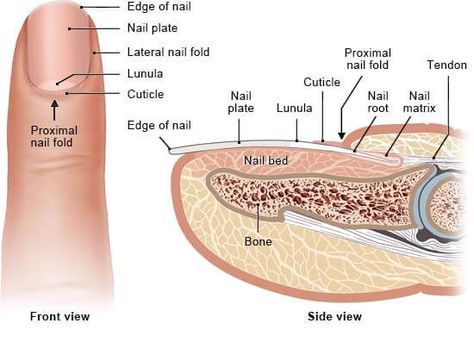 Integumentary System- definition, organs, functions, diseases Nail Structure, Nail Anatomy, Nail Disorders, Nail Tech School, Skin Anatomy, Esthetician School, Human Physiology, Integumentary System, Medical Study