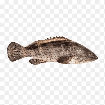 Grouper Fish, Cod Fish, Fish Food, Sea Water, Brown Spots, Food Animals, Png Images, Tap, Fishing