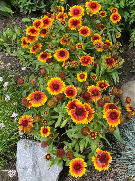 Kokardenblume Kobold Gaillardia Gaillardia Flower, Sidewalk Garden, Graduation Flowers Bouquet, Indian Blanket Flower, Bicycle Planter, California Cottage, Graduation Flowers, Blanket Flower, Bloom Where You Are Planted