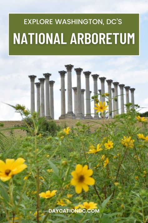 Embrace tranquility at the National Arboretum in Washington DC! 🌿 Discover 446 acres of gardens, bonsai collections, and beautiful pathways. Explore the iconic Capitol Columns or picnic in the Grove of State Trees. Perfect for nature lovers, dog walkers, and anyone seeking a peaceful escape in the heart of the city. Don't miss this hidden gem! #NationalArboretum #WashingtonDC National Arboretum Dc, Beautiful Pathways, Flowering Cherry Tree, Cherry Blossom Season, Reflecting Pool, Urban Oasis, Concrete Jungle, The Grove, Green Space