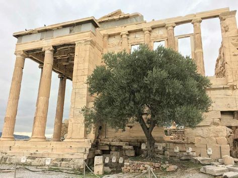 Athena Olive Tree, Acropolis, Olive Tree, Greek Gods, Gods And Goddesses, Archaeology, Pergola, Outdoor Structures, Google Search