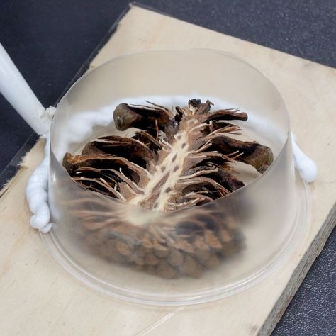 Turning Projects, Cones Crafts, Pine Cone Crafts, Wood Turning Projects, Painting Art Lesson, Resin Projects, Art Lesson, Easy Woodworking Projects, Craft Fair