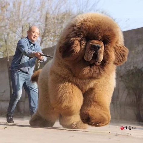 Tibetan Mastiff Dog, Big Fluffy Dogs, Cute Fluffy Puppies, Funny Dog Jokes, Big Dog Breeds, Rare Dogs, Dog Jokes, Huge Dogs, Mastiff Dogs