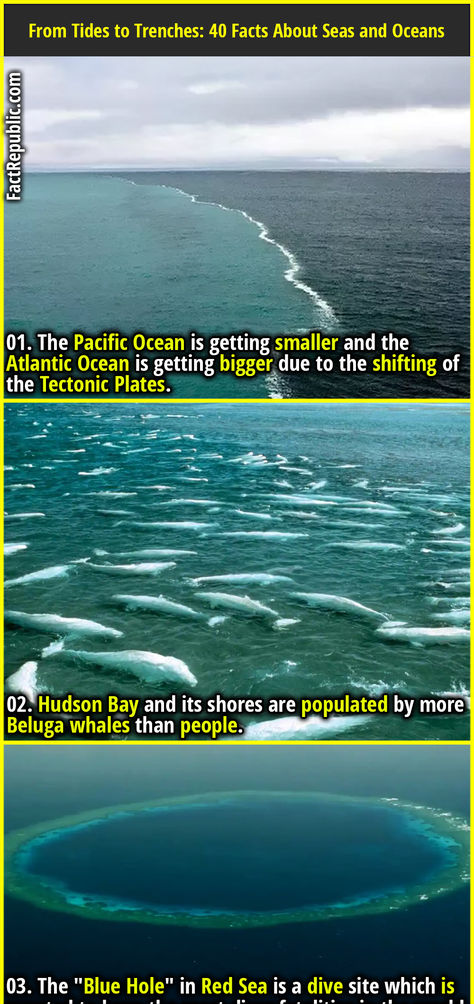 01. The Pacific Ocean is getting smaller and the Atlantic Ocean is getting bigger due to the shifting of the Tectonic Plates. Ocean Facts, Nature Facts, Scary Ocean, Tectonic Plates, Fact Republic, Curious Facts, Trivia Facts, Beluga Whale, Plate Tectonics