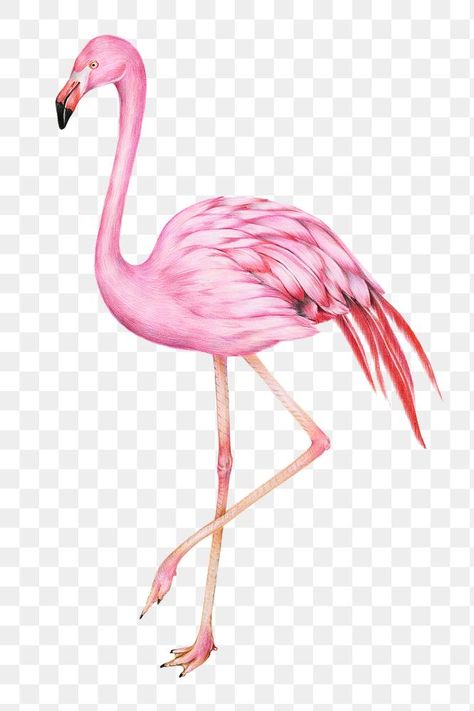 Flamingo Vintage, Flamingo Animal, Graphic Design University, Vintage Flamingo, Bird Png, Pink Flamingos Birds, Png Illustration, Png Vintage, Flamingo Bird