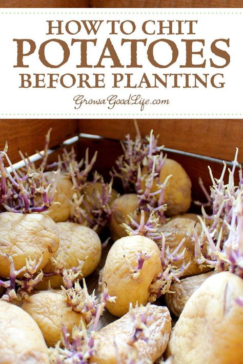 Planting Potatoes From Eyes, How Potatoes Grow, How To Grow A Potato From A Potato, How To Plant Seed Potatoes, Growing Russet Potatoes, How To Regrow Potatoes, How To Propagate Potatoes, Potato Seeds Plants How To Grow, How To Start Potatoes From Potatoes