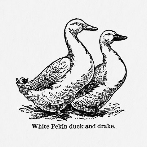 Vintage duck & drake drawing. Digitally enhanced from our own original copy of The Open Door to Independence (1915) by Thomas E. Hill. | free image by rawpixel.com Duck Draw, Cute Duck Drawing, Drake Drawing, Pekin Ducks, Aesthetic Bird, Drake Art, Pekin Duck, Duck Illustration, Duck Drawing