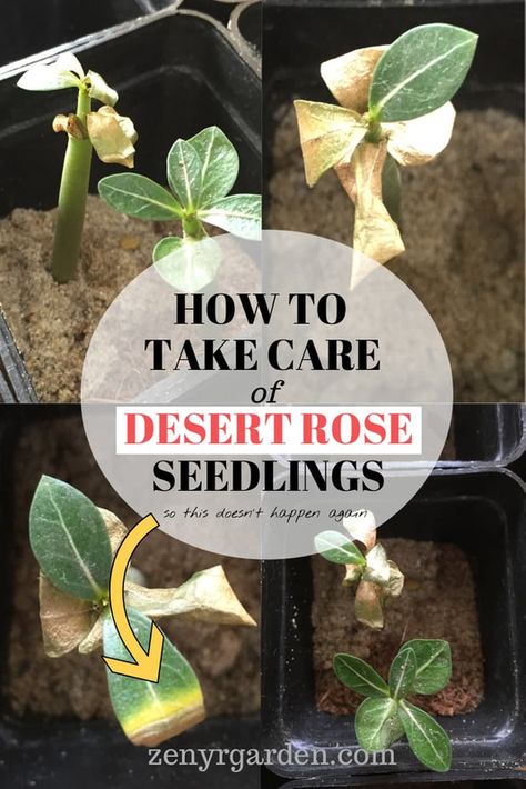 Adenium Care, Dessert Rose Plant, Desert Rose Care, Rose Bonsai, Potted Plants Patio, Dessert Rose, Bonsai Making, Rose Plant Care, Desert Roses