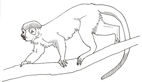 Squirrel Monkey Drawing, Drawings Of Monkeys, Monkey Drawing, Squirrel Monkey, Duck Drawing, Zoology, Monkeys, Male Sketch, Humanoid Sketch