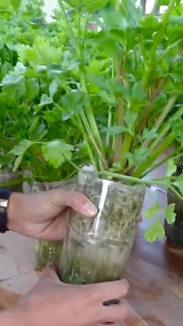 Plants Grow In Water, Garden Ideas With Plastic Bottles, Growing Celery, Small Plastic Bottles, Garden Hacks Diy, Grafting Plants, Garden At Home, Diy Garden Fountains, Small Vegetable Gardens