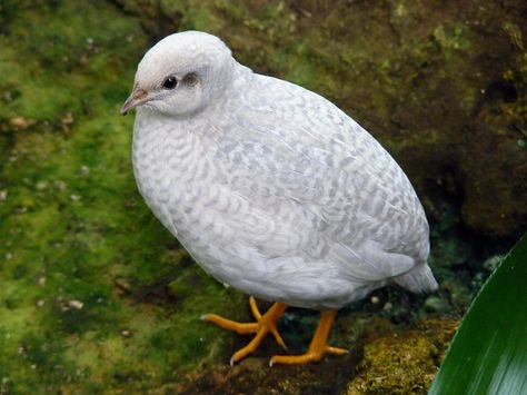 Button Quail | Button Quail Button Quail, Quail Coop, Raising Quail, Fat Bird, Butterfly Nature, Quails, Quail Eggs, Game Birds, Hobby Farms