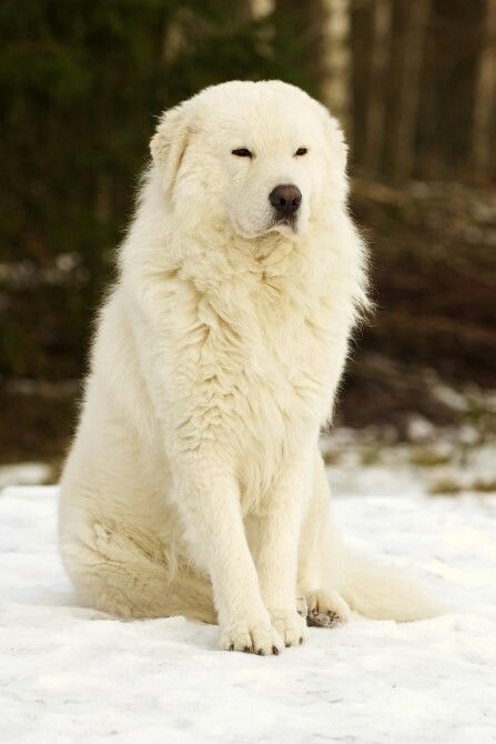 Great Pyrnesse, Maremma Dog, Alabai Dog, Maremma Sheepdog, Pyrenean Mountain Dog, Livestock Guardian Dog, Great Pyrenees Dog, Pretty Dogs, Great Pyrenees