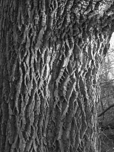 Draw Realistic Tree Bark Textures – Smooth and Rough – Carol's Drawing Blog Chalk Pastel Art, Tree Bark Texture, Types Of Texture, Bark Texture, Draw Realistic, Tree Textures, Tree Sketches, Chalk Pastels, Outline Drawings