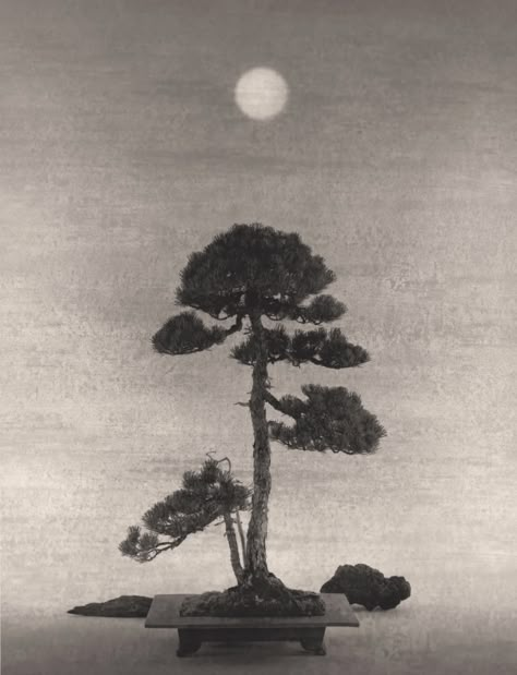 Yamamoto Masao, Japanese Countryside, Japanese Nature, Japanese Photography, Minimal Photography, Gelatin Silver Print, Bonsai Trees, Photography Gallery, Contemporary Photography