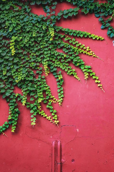 Climbing vines are a surefire way to add curb appeal or interest to your garden. These vines can reach up walls and fences, scramble up trellises, and many provide pretty blooms and seasonal color as well as pretty green foliage. Read on to learn about more climbing vines and check out our best advice for growing them. #climbingvines #climbingvinesonhouse #floweringvines #landscaping #southernliving Climbing Flowering Vines, Fast Growing Vines, Hydrangea Petiolaris, Creeping Vines, Add Curb Appeal, Southern Living Plants, Vine Trellis, Honeysuckle Vine, Climbing Hydrangea