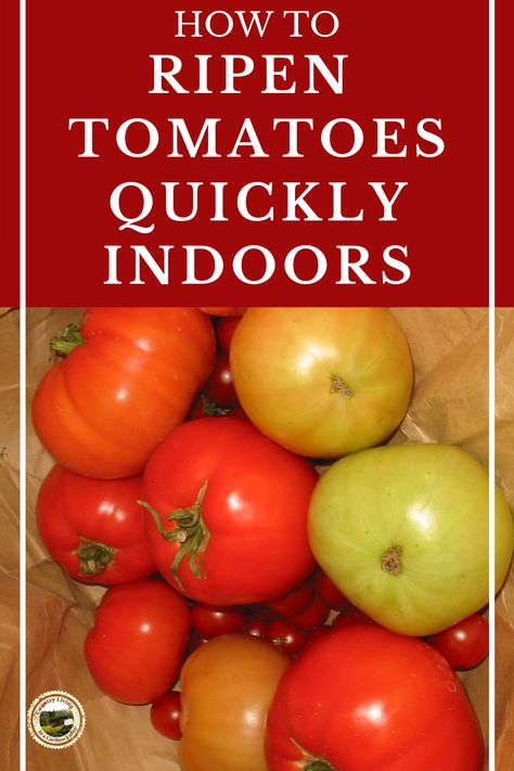 Using Green Tomatoes, Uses For Green Tomatoes, Ideas For Green Tomatoes, What To Do With Green Tomatoes From Garden, How To Preserve Green Tomatoes, What Can You Do With Green Tomatoes, What To Do With Ripe Tomatoes, Recipes With Green Tomatoes, Green Roma Tomato Recipes