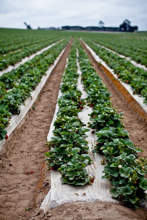 Vegetable Garden Layout Design, Agriculture Photography, Aquaponics Greenhouse, Garden Layout Vegetable, Strawberry Farm, Vegetable Garden For Beginners, Vertical Farming, Salad Ideas, Market Garden