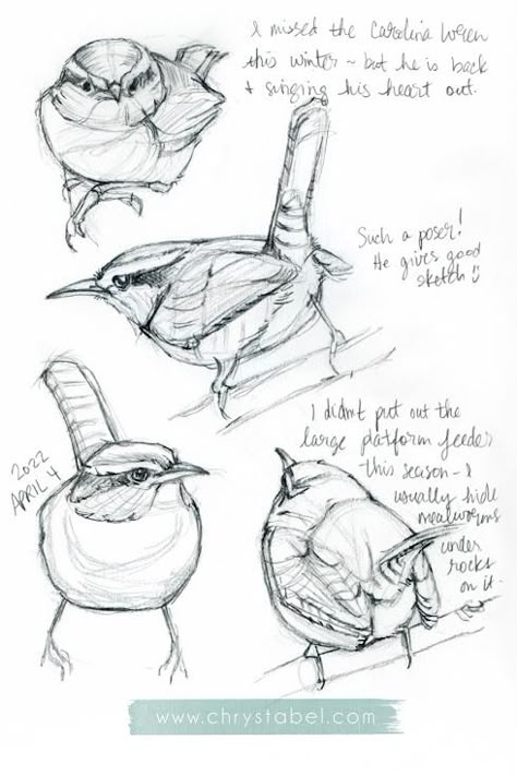 Carolina Wren sketches and poem | Christy Obalek Birding Journal Ideas, Carolina Wren Drawing, Bird Journal Ideas, Birds Illustration Drawing, Birds Sketches Pencil, Bird Sketch Realistic, Bird Sketch Easy, Wren Bird Tattoo, How To Draw A Bird