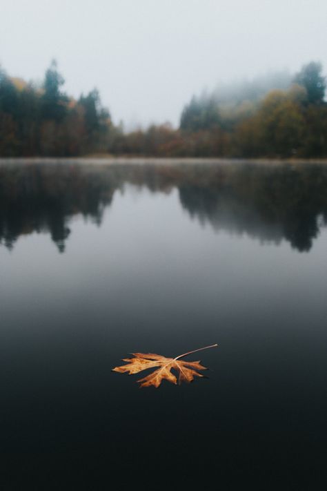 Large golden autumn leaf floating in a lake with a beautiful natural background and reflections. Download it for free at freepik.com! #Freepik #freephoto #flower #floral #tree #water Free High Resolution Photos, Fall Images, Forest Photos, Natural Background, Background Wallpaper For Photoshop, Autumn Scenes, Phone Background, Fall Pictures, Autumn Landscape