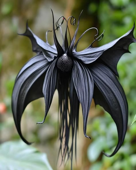 Black Bat Flower, Hades God, Bat Flower, Dark Garden, Goth Garden, Rare Orchids, Strange Flowers, Weird Plants, Fairy Garden Designs