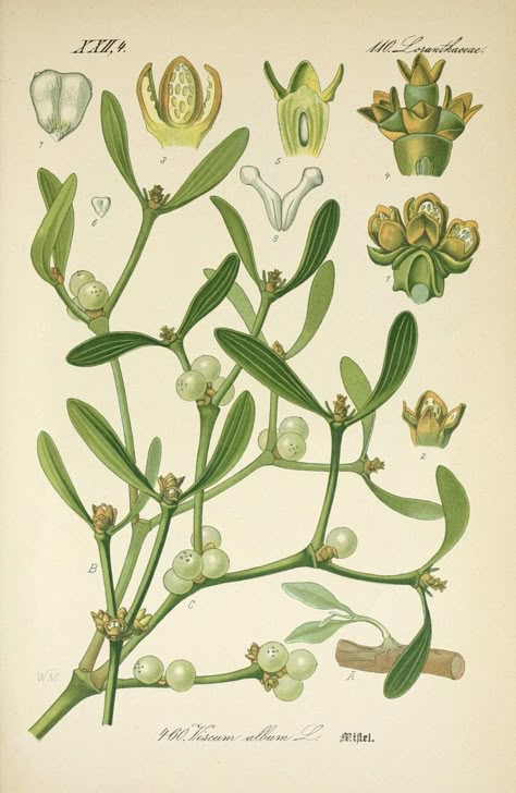 Mistletoe Is a Parasitic, Explosive Plant That Maybe You Shouldn't Stand Underneath - Atlas Obscura Mistletoe Plant, Fauna Illustration, Illustration Botanique, Vintage Botanical Prints, Botanical Painting, Scientific Illustration, Botanical Illustrations, Botanical Drawings, Vintage Botanical