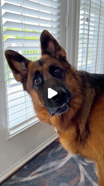 German Malinois, Gsd Funny, Gsd Training, German Shepherd Videos, Baby German Shepherds, Belgian Malinois Puppies, Belgium Malinois, Malinois Puppies, German Shepherd Funny