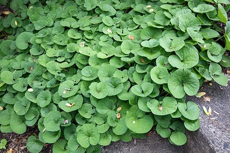 12 Native Native North American ground covers. Pictured: native ground cover wild ginger (Asarum Canadense )​ Wild Ginger Plant, Native Ground Cover, Evergreen Groundcover, Moonlight Garden, Plant Notes, Ginger Plant, Ground Covers, Native Plant Gardening, Wild Ginger