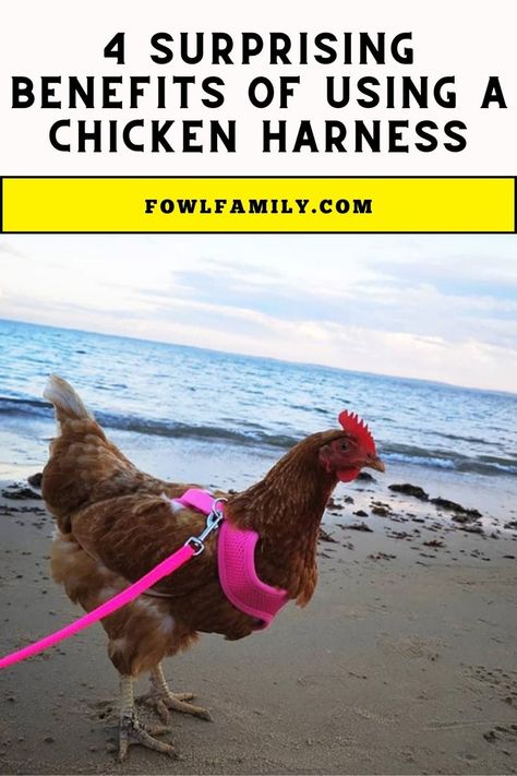 Surprising Benefits of Using a Chicken Harness Chicken Harness, Chicken Owner, Coop Design, Perfect Chicken, Chicken House, Pet Chickens, Raising Chickens, Baby Chicks, A Chicken