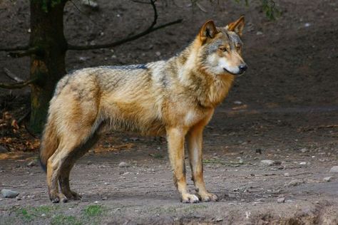 Standing Up Reference, Poses Front View, Wolf Side View, Wolf Standing, Wolf Poses, Wolf Colors, Wild Wolf, Wolf Pictures, Beautiful Wolves