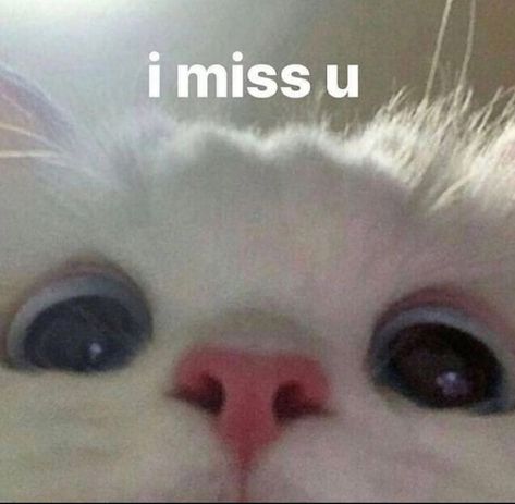 Miss U, I Miss U, The Words, A Cat, Memes, On Instagram, Instagram