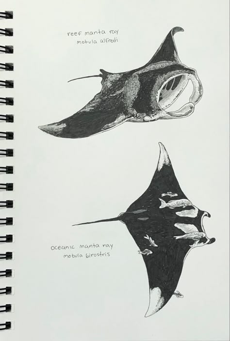 Ray Fish Tattoo, Manta Ray Art Design, Manga Ray Tattoo, Ray Fish Drawing, Mantaray Drawing, Marine Animal Tattoo, Mantaray Tattoo, Manta Ray Drawing, Ray Drawing