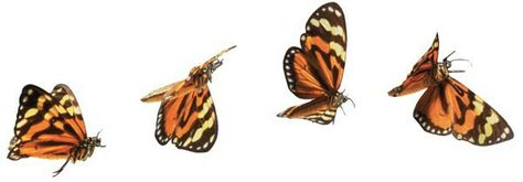 Butterfly flying Butterfly Movement, Fly Drawing, Butterfly Flying, Animal References, Architecture Concept Drawings, Butterflies Flying, Beautiful Bugs, Butterfly Drawing, Animation Reference