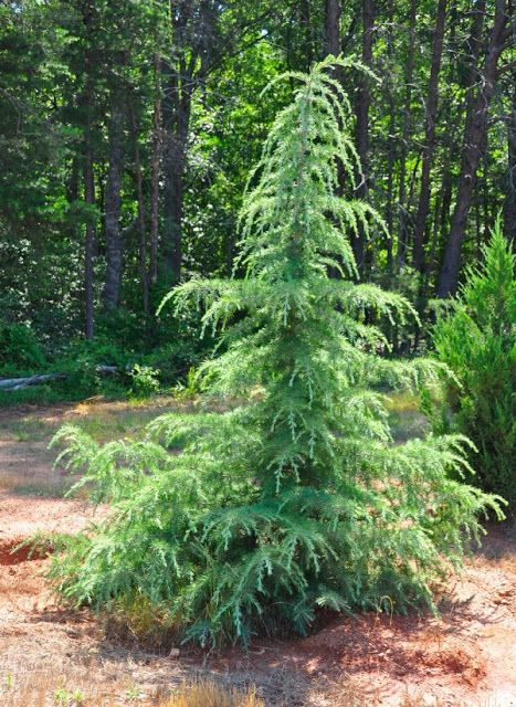 weeping deodar cedar Weeping Norway Spruce, Deodar Cedar, Future Landscape, Cedrus Deodara, Evergreen Landscape, Conifers Garden, Storm Water, Norway Spruce, Walking Path