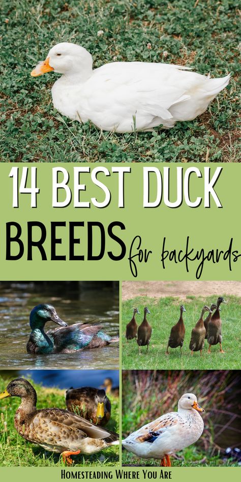 Egg Laying Ducks, How To Raise Ducks For Eggs, Best Ducks For Eggs, Duck Breeds For Eggs, Keeping Ducks And Chickens Together, Raising Ducks For Eggs, Breeds Of Ducks, Chicken And Duck Coop Ideas, Ducks Homestead