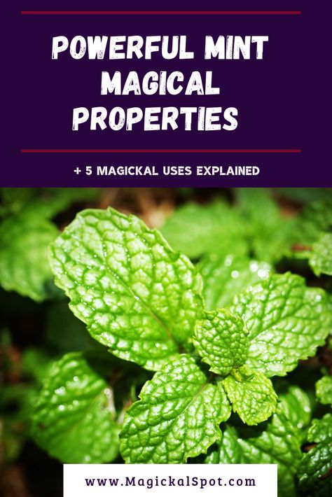 Here's everything you need to know about Mint Magical Properties and its significance in the world of witchcraft.   I've also included a special love spell, how to make a special mint oil, a way to attract prosperity with it, and much more.  #mint #herbs #witchcraft #witch Magical Properties Of Mint, Mint Properties Magic, Mint Magical Properties, Closet Witchcraft, Mint Plant Uses, Mint Leaves Benefits, Smokable Herbs, Mint Magic, Herbs Witchcraft