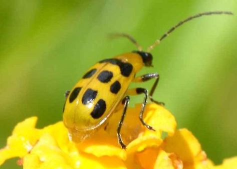 Spotted Cucumber Beetle? - Diabrotica undecimpunctata Cucumber Beetles, Arachnids, Spiders, Cucumber, Insects