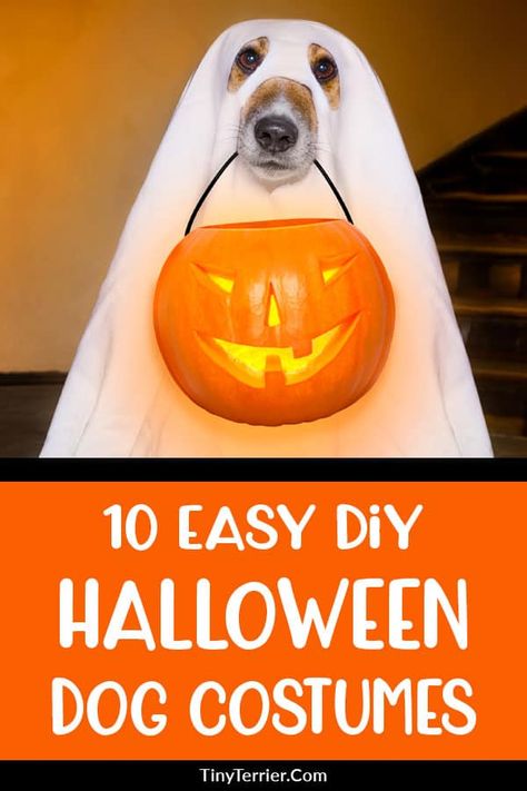 Try out these easy DIY Halloween dog costumes to make your pooch stand out from the crowd this spooky season. Simple Halloween dog costumes you can make at home. #halloween #halloweendogs Costumes You Can Make At Home, Dog Ghost Costume, Unicorn Dog Costume, Diy Pet Costumes, Halloween Dog Treats, Halloween Costumes To Make, Easy Diy Costumes, Puppy Costume, Diy Dog Costumes