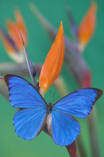 Morpho anaxibia from Brazil | Danita Delimont on artflakes Butterfly Morpho, Gossamer Wings, Paradise Flowers, Blue Morpho Butterfly, Moth Caterpillar, Flying Flowers, Morpho Butterfly, Blue Morpho, Blue Butterflies