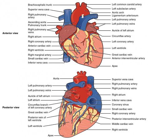 The top panel shows the anterior view of the heart and the bottom panel shows the posterior view of the human heart. In both panels, the main parts of the heart are labeled. Human Heart Diagram, Anatomi Dan Fisiologi, Human Anatomy Picture, Coronary Circulation, Cardiac Anatomy, Pt School, Heart Structure, Human Heart Anatomy, Anatomy Organs