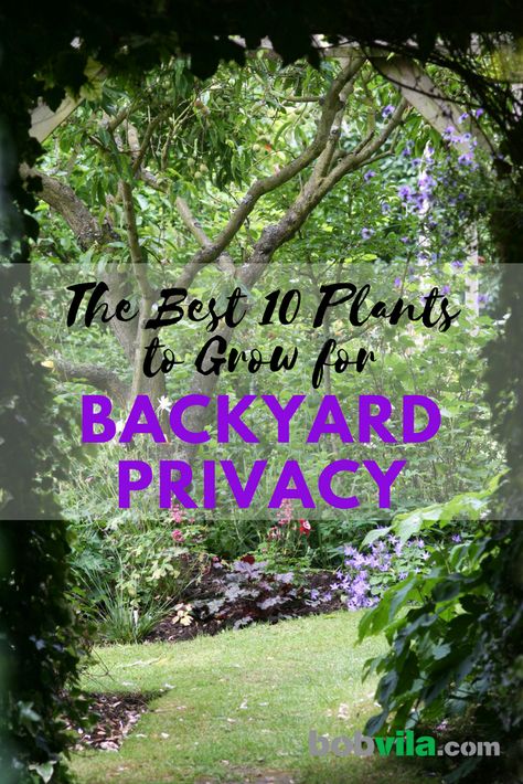 Privacy Plants, Natural Fence, Backyard Garden Layout, Privacy Landscaping, Backyard Privacy, Plants To Grow, Large Backyard, The Secret Garden, Garden Yard Ideas